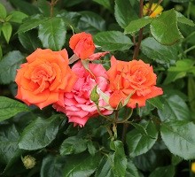 IMG_1807